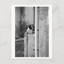 Chat du village
