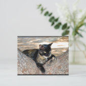 Carte Postale Chat écaille de tortue dans l'arbre (Debout devant)