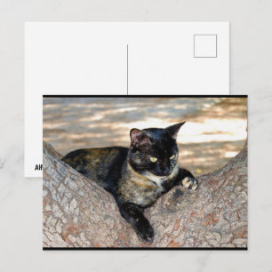 Carte Postale Chat écaille de tortue dans l'arbre