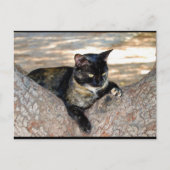 Carte Postale Chat écaille de tortue dans l'arbre (Devant)