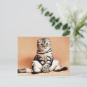 Carte Postale Chat écossais plié assis sur un canapé-poste (Debout devant)