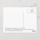 Carte Postale Chat égyptien (Dos)