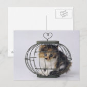 Carte Postale Chat en cage (Devant / Derrière)