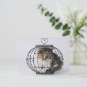 Carte Postale Chat en cage (Debout devant)