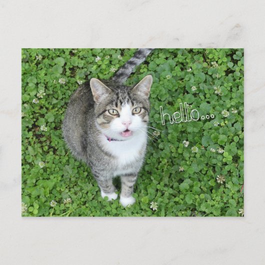 Carte Postale Chat en Clover dire bonjour (Devant)