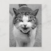 Carte Postale Chat en colère (Devant)