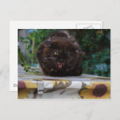 Carte Postale Chat en colère (Devant / Derrière)