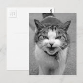 Carte Postale Chat en colère (Devant / Derrière)