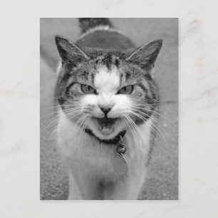 Carte Postale Chat en colère