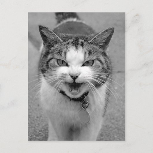 Carte Postale Chat en colère (Devant)