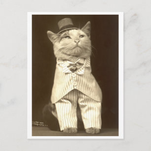 Carte Postale Chat en costume et casquette !