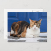 Carte Postale Chat en Grèce (Devant / Derrière)