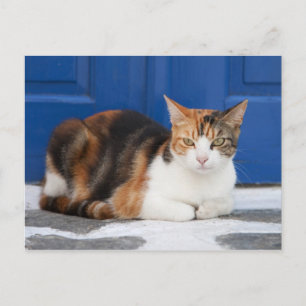 Carte Postale Chat en Grèce