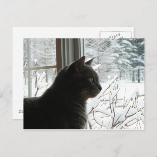 Carte Postale Chat en hiver (Devant / Derrière)
