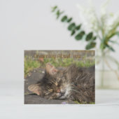Carte Postale Chat endormi (Debout devant)