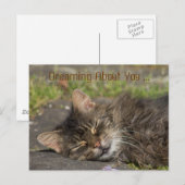 Carte Postale Chat endormi (Devant / Derrière)