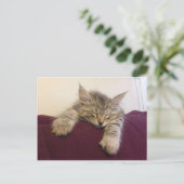 Carte Postale Chat endormi (Debout devant)