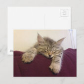 Carte Postale Chat endormi (Devant / Derrière)