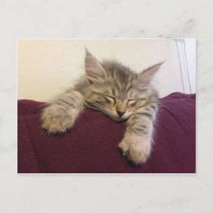 Carte Postale Chat endormi
