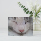 Carte Postale Chat endormi (Debout devant)
