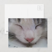 Carte Postale Chat endormi (Devant / Derrière)