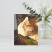 Carte Postale chat endormi sur le travail (Debout devant)