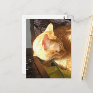 Carte Postale chat endormi sur le travail