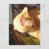 Carte Postale chat endormi sur le travail (Devant)