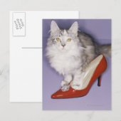 Carte Postale Chat entrant dans un talon élevé (Devant / Derrière)