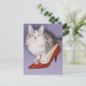 Carte Postale Chat entrant dans un talon élevé (Debout devant)