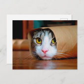 Carte Postale Chat enveloppé dans un papier brun (Devant / Derrière)