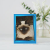 Carte Postale chat espagnol 1 (Debout devant)