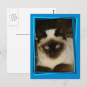 Carte Postale chat espagnol 1 (Devant / Derrière)