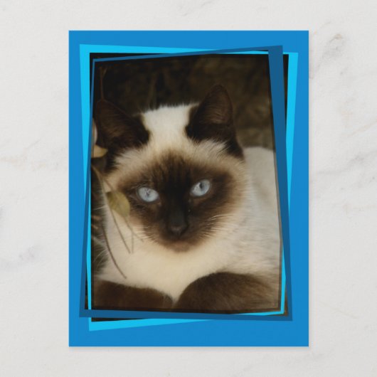 Carte Postale chat espagnol 1 (Devant)
