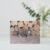 Carte postale Chat et bois (Debout devant)