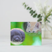 Carte postale chat et chien (Debout devant)