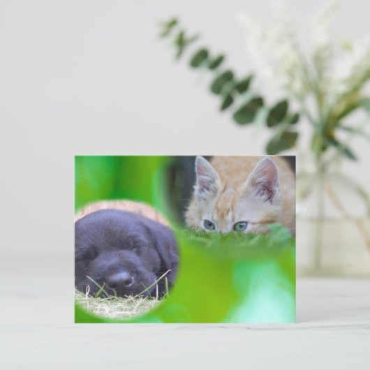 Carte postale chat et chien (Debout devant)