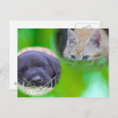 Carte postale chat et chien (Devant / Derrière)