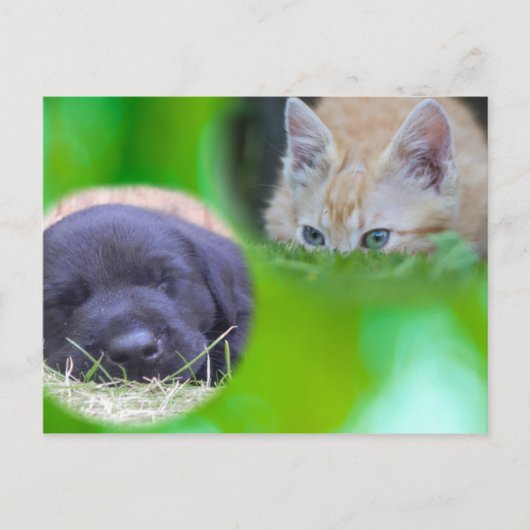 Carte postale chat et chien (Devant)