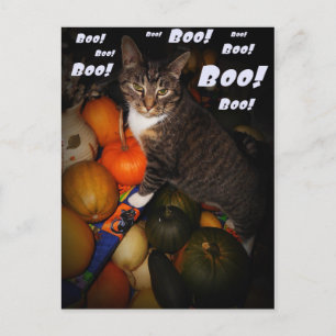 Carte postale Chat et Citrouille Boo Halloween