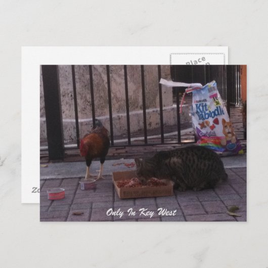 Carte postale chat et coq "Only In Key West" (Devant / Derrière)