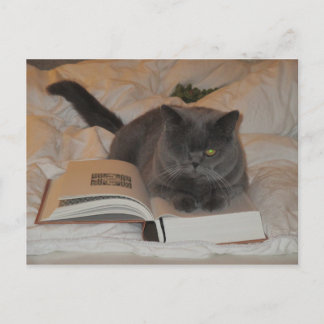 Carte Postale Chat et livre