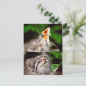 carte postale chat et poisson rouge (Debout devant)