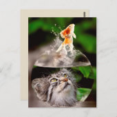carte postale chat et poisson rouge (Devant / Derrière)
