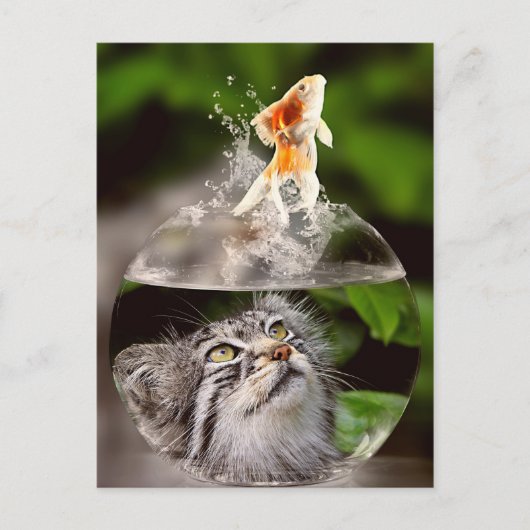 carte postale chat et poisson rouge (Devant)