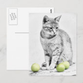 Carte Postale Chat et pommes (Devant / Derrière)