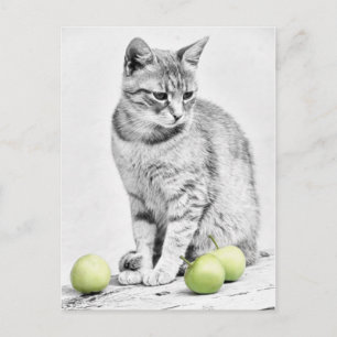 Carte Postale Chat et pommes