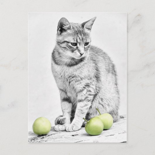 Carte Postale Chat et pommes (Devant)