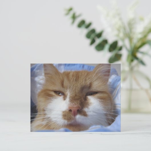 Carte Postale Chat fatigué (Debout devant)