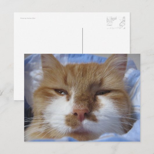 Carte Postale Chat fatigué (Devant / Derrière)